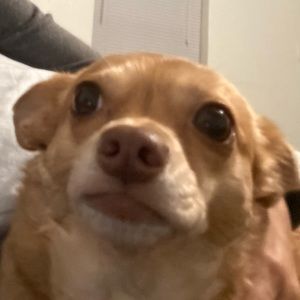 Meet your Posher, Daniela